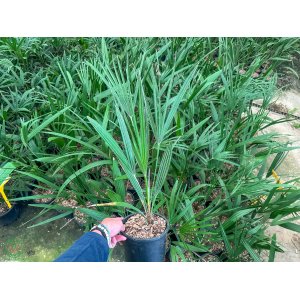 Palmička nízka (Chamaerops Humilis) - výška 60-80 cm, kont. C3L (-14°C) 